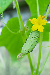 Image showing green cucumber and bloom