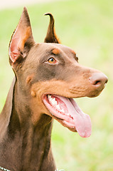 Image showing portrait of brown doberman