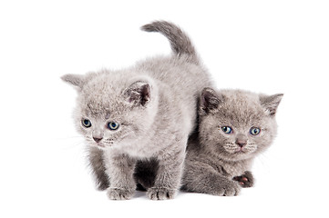 Image showing two playing british kittens cat