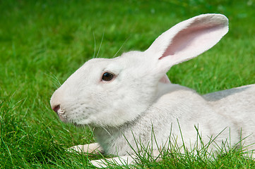 Image showing white rabbit bunny on grass