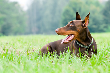 Image showing lying brown doberman pinscher