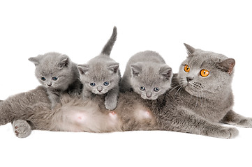 Image showing cat family