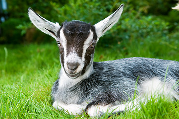 Image showing black white young goat on green grass