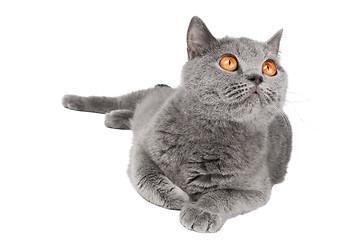 Image showing British Shorthair cat isolated