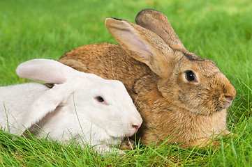 Image showing two rabbits bunny on grass