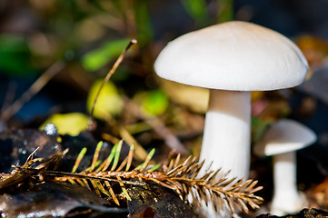 Image showing Tricholoma mushrooms in forest