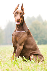 Image showing sitting brown doberman pinscher