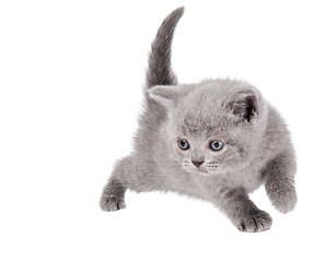 Image showing One little british kitten cat
