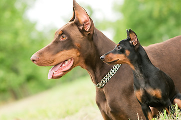 Image showing Large and miniature dobermans