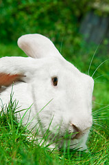 Image showing white rabbit bunny on grass