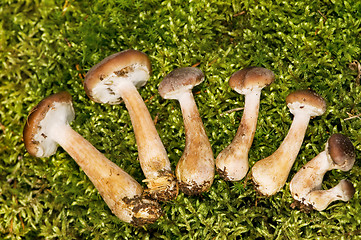 Image showing agaric honey mushrooms in forest