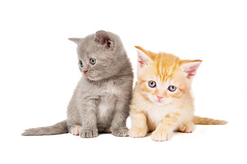 Image showing little british shorthair kittens cat