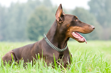 Image showing lying brown doberman pinscher