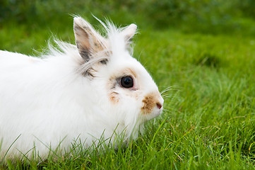 Image showing white rabbit on green grass