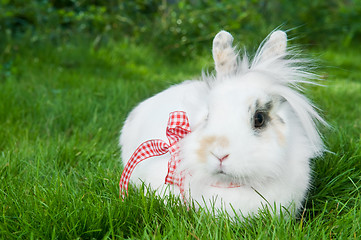 Image showing white rabbit on green grass