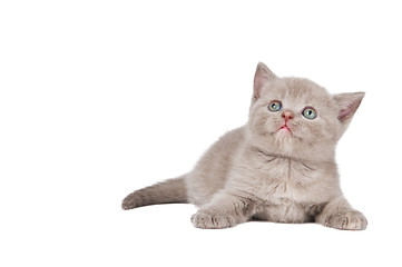 Image showing One little british kitten cat