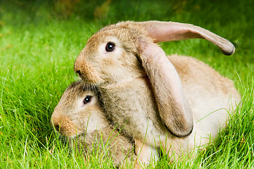 Image showing two rabbits on green grass