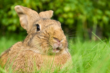 Image showing brown rabbit bunny on grass