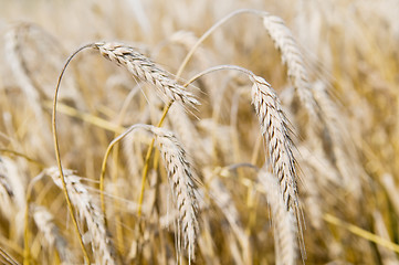 Image showing Ears of rye (wheat) cereals