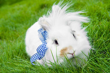 Image showing white rabbit on green grass