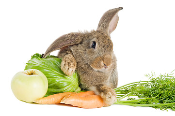 Image showing brown rabbit with vegetables isolated