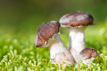 Image showing agaric honey mushrooms in forest