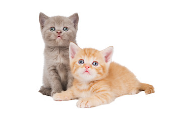 Image showing little british shorthair kittens cat