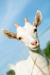 Image showing white little goat with horn