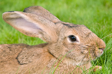 Image showing brown rabbit bunny on grass