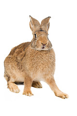 Image showing brown rabbit isolated