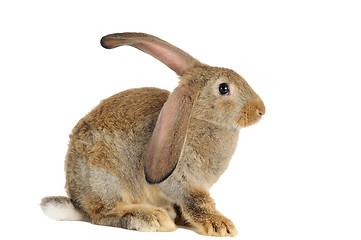 Image showing brown rabbit bunny isolated