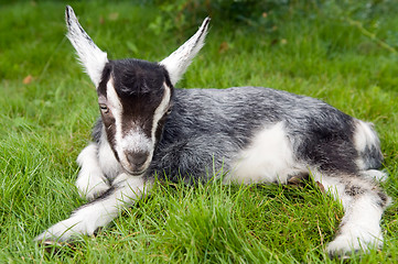 Image showing black white young goat on green grass