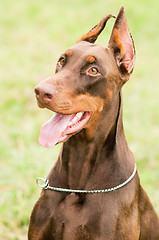 Image showing happy brown doberman