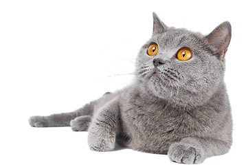 Image showing British Shorthair cat isolated