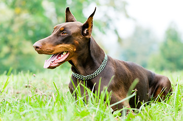 Image showing lying brown doberman pinscher