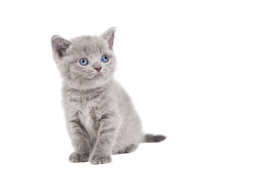 Image showing One little british kitten cat