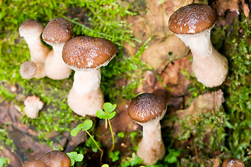 Image showing agaric honey mushrooms in forest