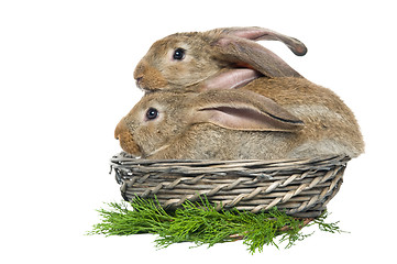 Image showing two rabbits in a basket and vegetables