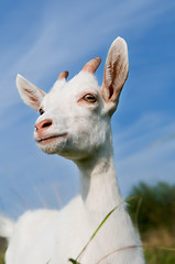 Image showing Young goat with little horns