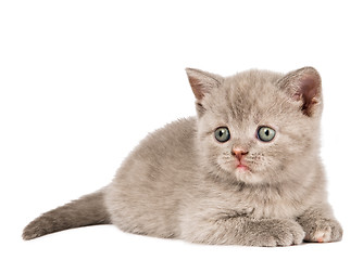 Image showing One little british kitten