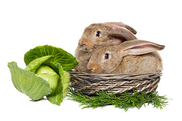 Image showing two rabbits in a basket