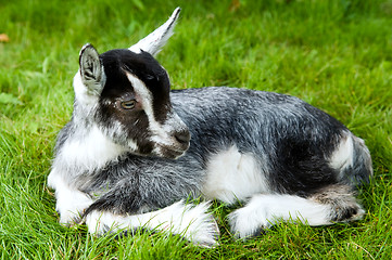 Image showing black white goatling on green grass