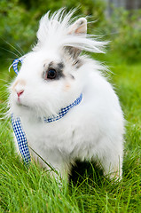 Image showing white rabbit on green grass