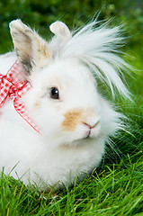 Image showing white rabbit on green grass