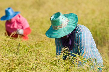 Image showing Farmers harvesting rice