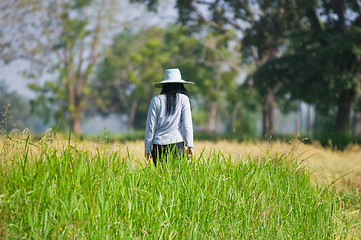 Image showing Asian farmer walking among the rice fields