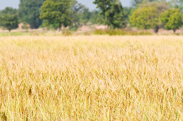 Image showing Mature rice field ready for harvesting