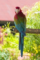 Image showing Colorful parrot.