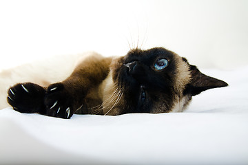 Image showing Siamese cat