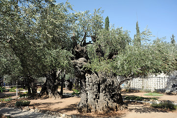 Image showing Ancient Olive Trees in the Garden of Gethsemane